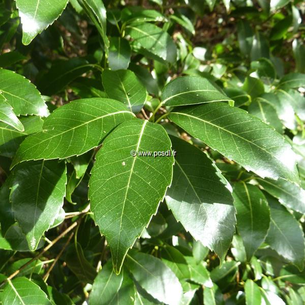 Quercus glauca (1)