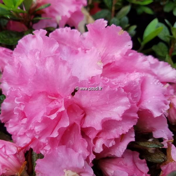 Rhododendron Repetita Pink
