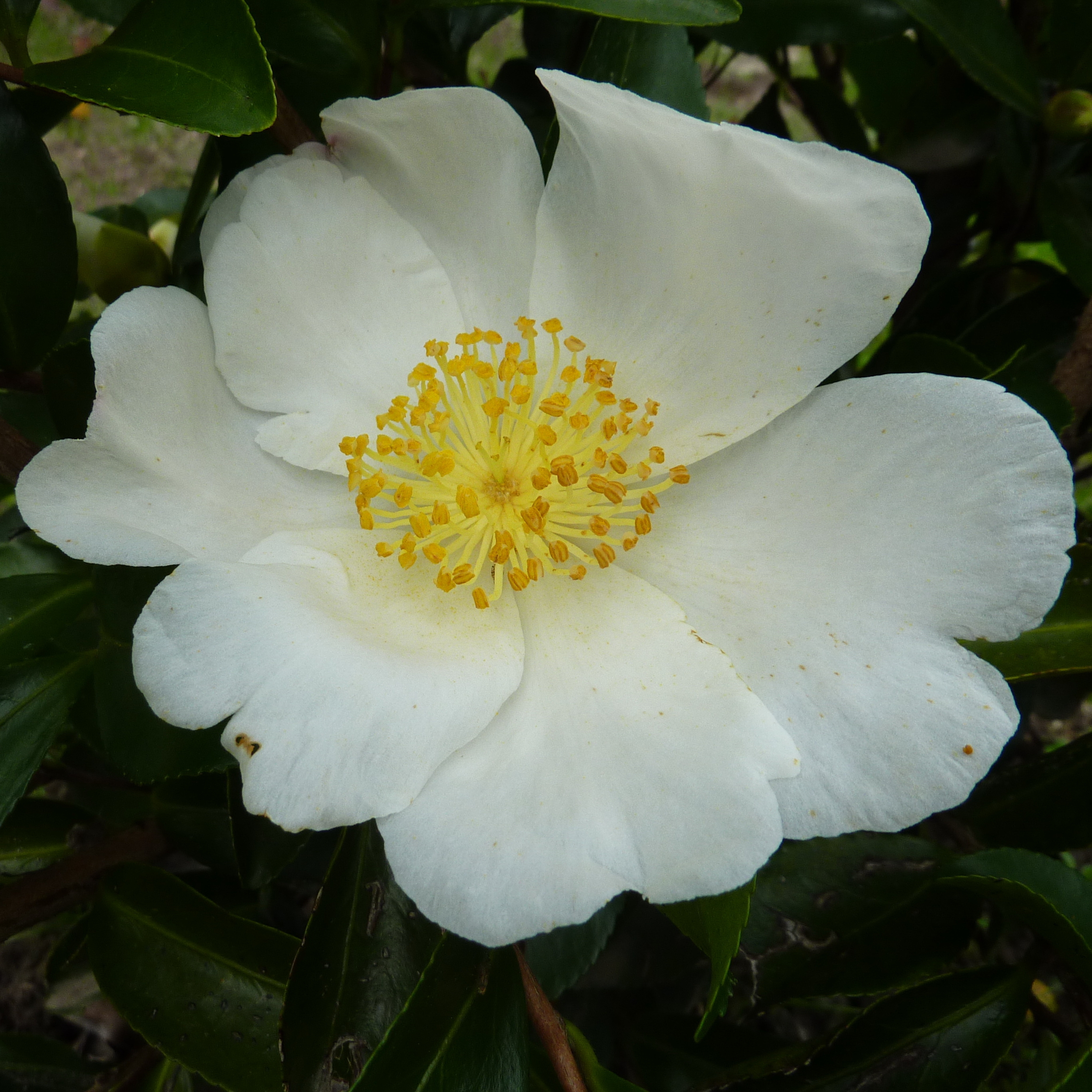 Camellia sasanqua Janell