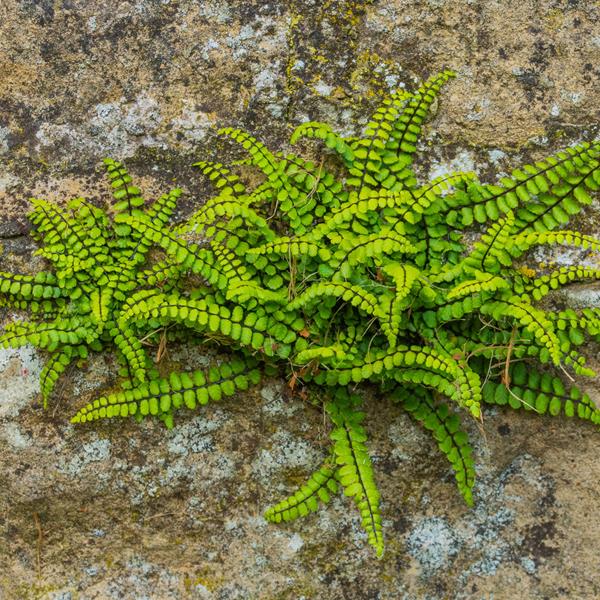 Asplenium trichomanes (2)