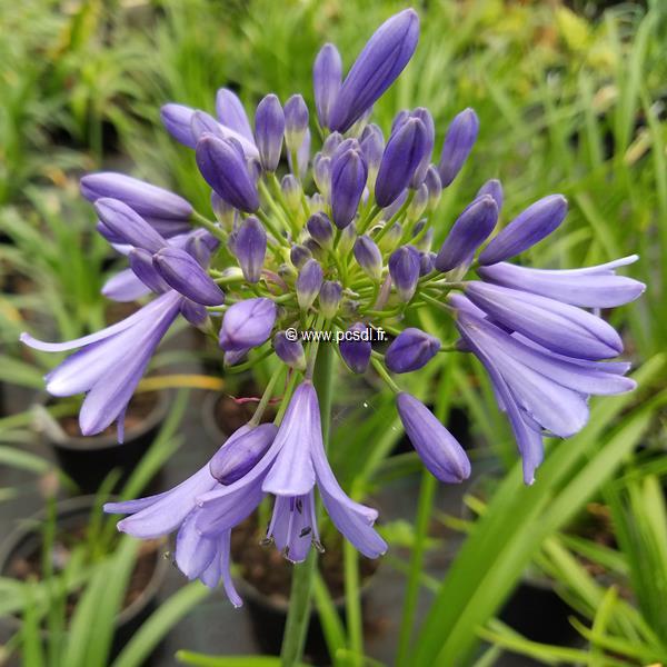 Agapanthus Ever Sapphire