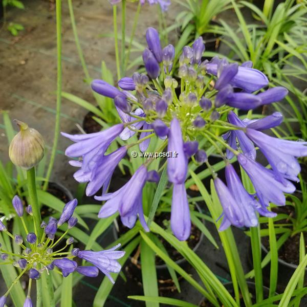 Agapanthus Ever Sapphire (2)