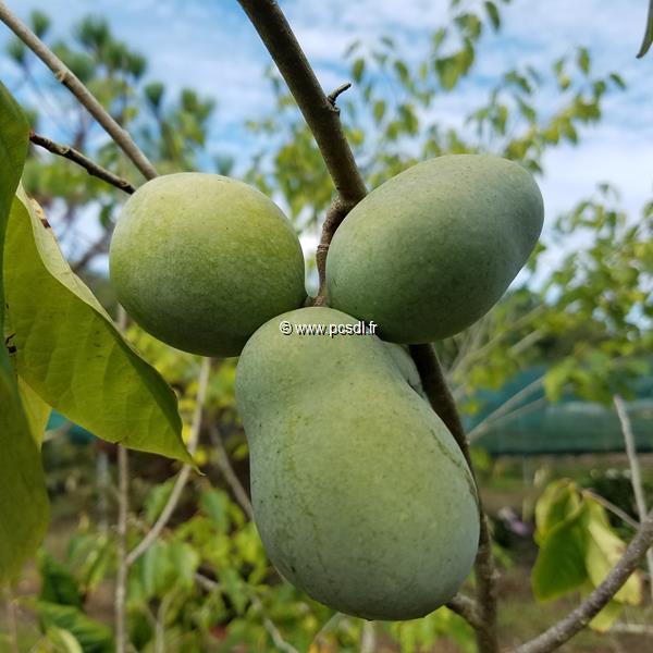 Asimina triloba (2)