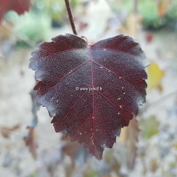 Betula pendula Royal Frost (1)