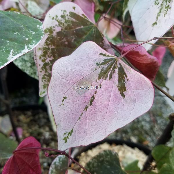 Cercis canadensis Carolina Sweetheart (2)