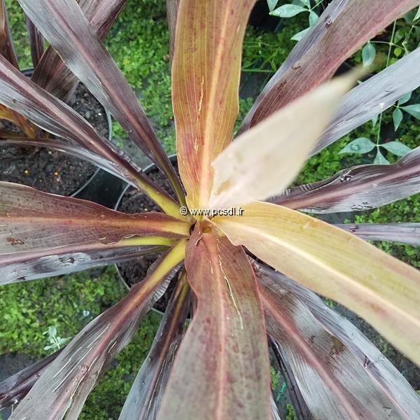 Cordyline Renegade (2)