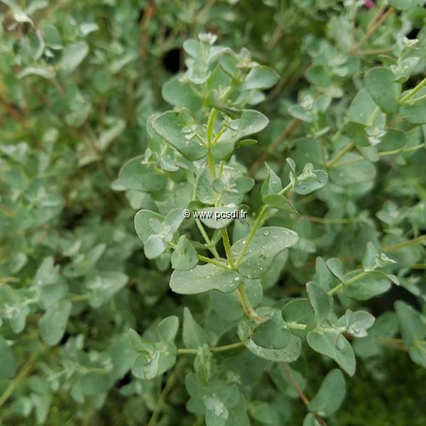 Eucalyptus gunnii Baby Blue (3)