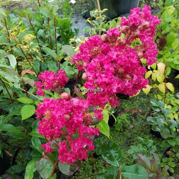 Lagerstroemia indica Braise d'Ete