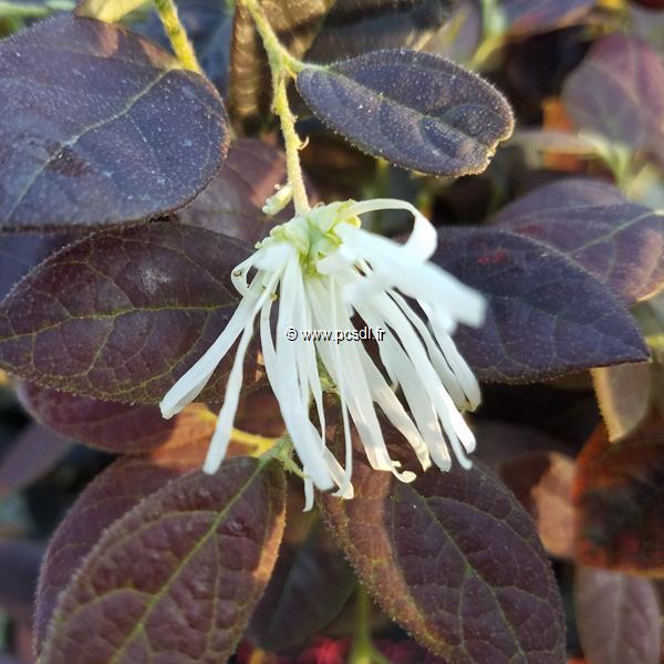 Loropetalumchinensis rubrum Ruby Snow (2)