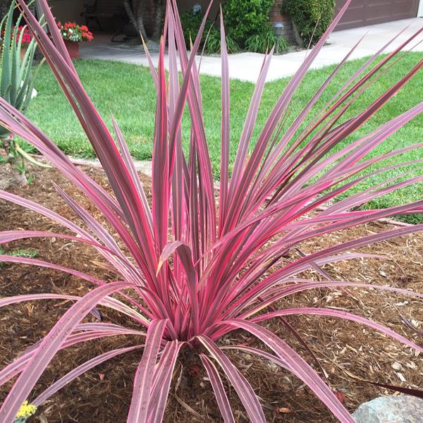 Cordyline Cherry Sensation