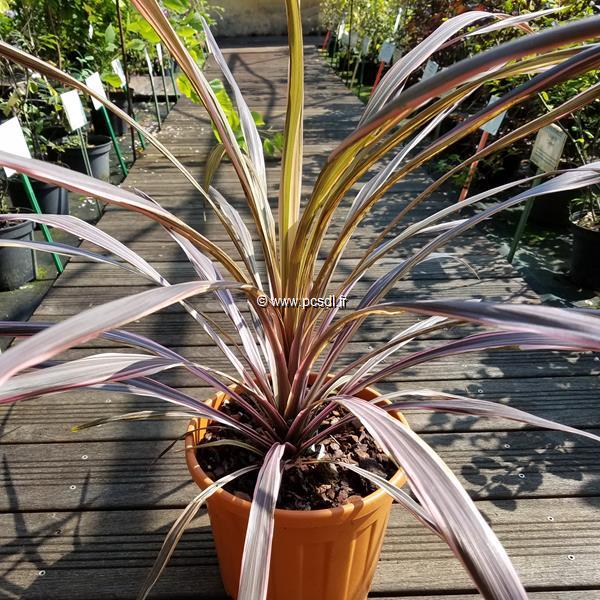 Cordyline australis Torbay Dazzler (2)