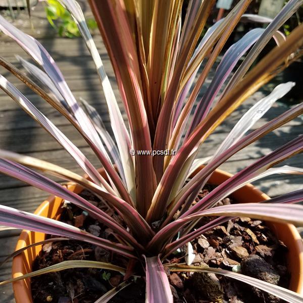 Cordyline australis Torbay Dazzler (1)