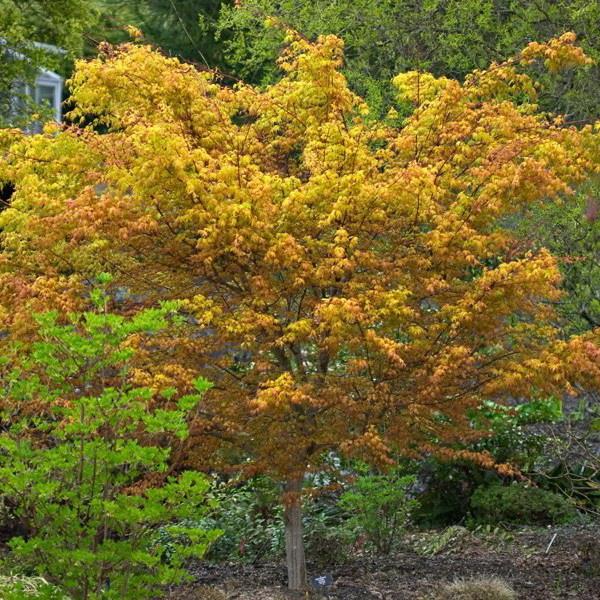 Acer palmatum Katsura (1)