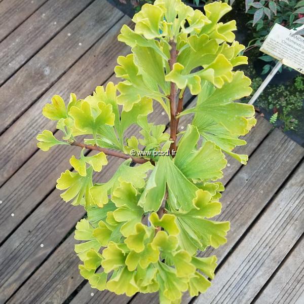 Ginkgo biloba Mariken (2)