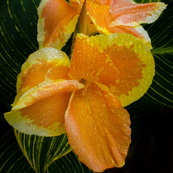 Canna Tropicanna Gold (2)