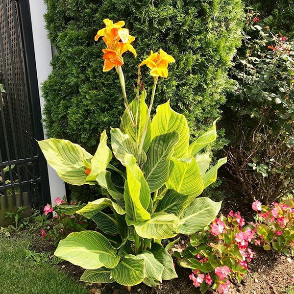 Canna Tropicanna Gold