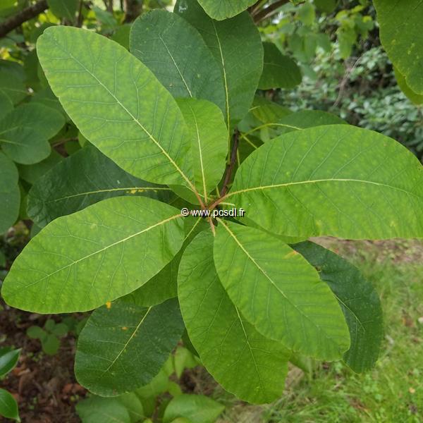 Cotinus obovatus