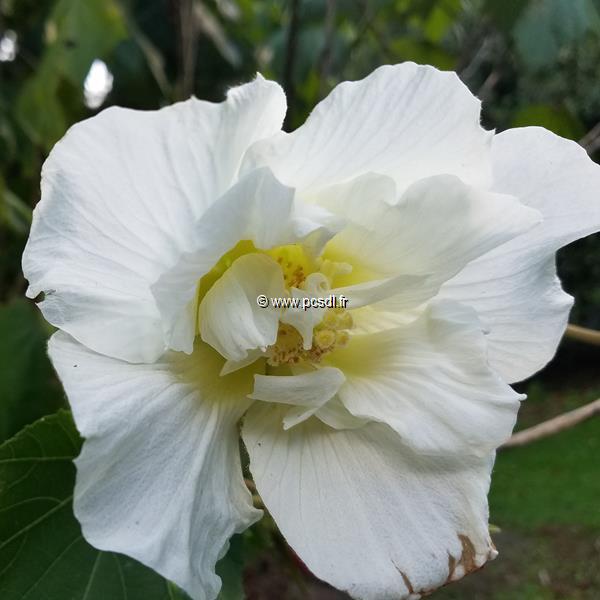 Hibiscus mutabilis Futuna (1)