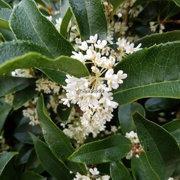 Osmanthus fragrans Nanjing Beauty (5)