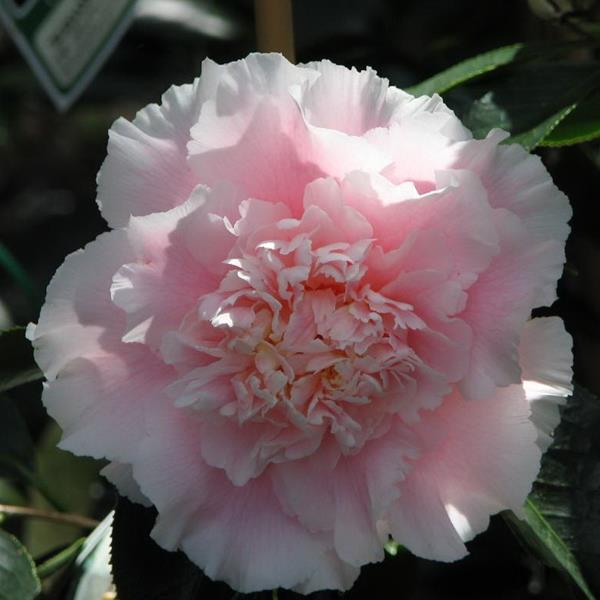 Camellia japonica Elegans Splendor (1)