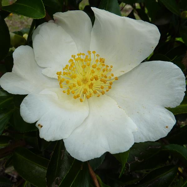 Camellia sasanqua Janell