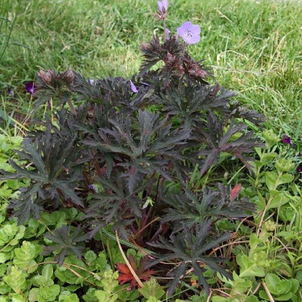 Geranium pratense Purple Haze (2)