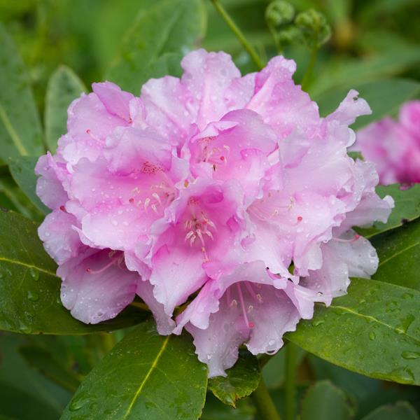 Rhododendron x yakushimanum Silberwolke (1)