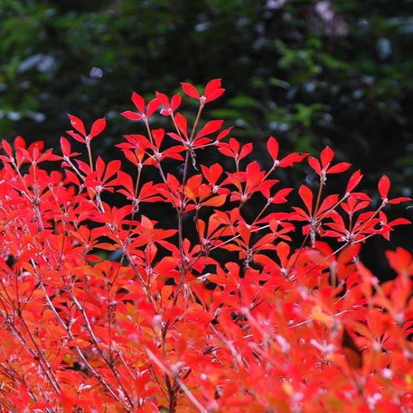 Enkianthus campanulatus (1)