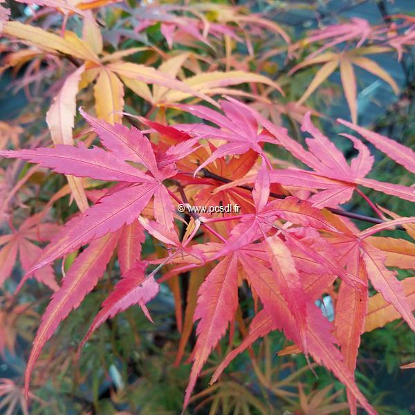 Acer palmatum Scolopendrifolium Atropurpureum (2)