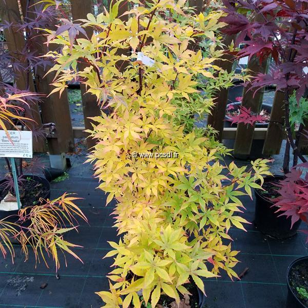 Acer palmatum Ukigumo