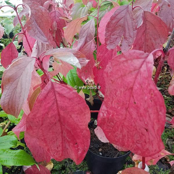 Cornus alba Baton Rouge (2)