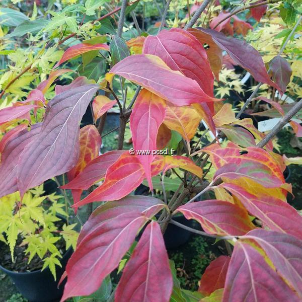 Cornus kousa Copacabana