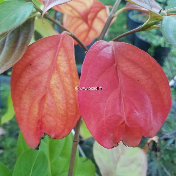 Cornus Soleil Rouge (2)