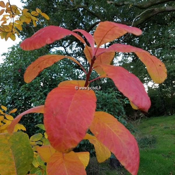 Cotinus obovatus
