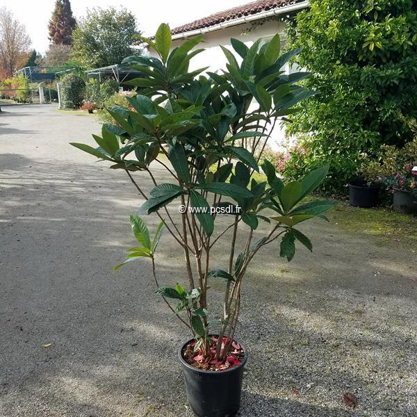 Eriobotrya japonica touffe