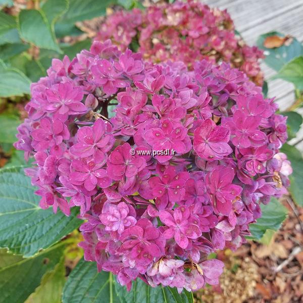 Hydrangea macrophylla Together