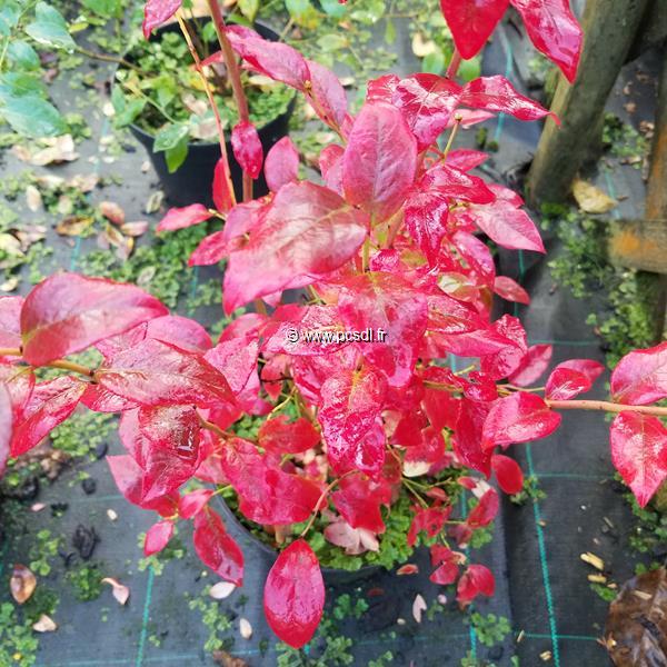 Vaccinium corymbosum Bluecrop