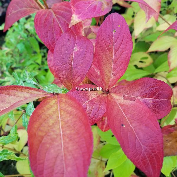 Weigela Looymansii Aurea