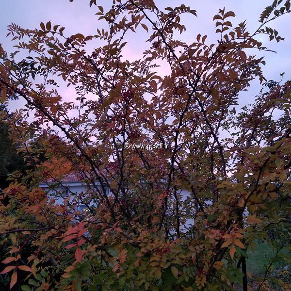 Zanthoxylum simulans (2)