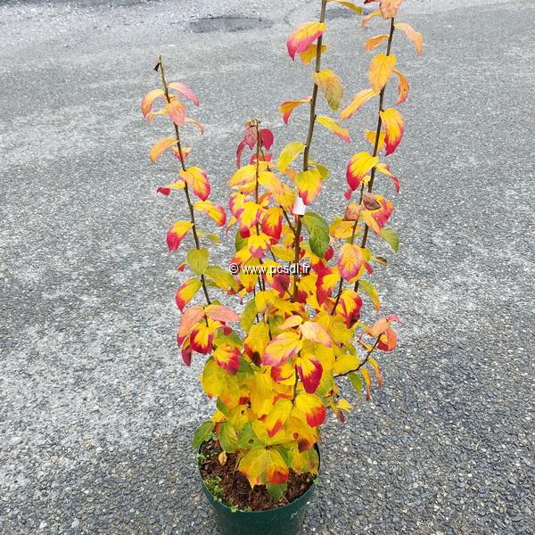 Parrotia persica Persian Spire