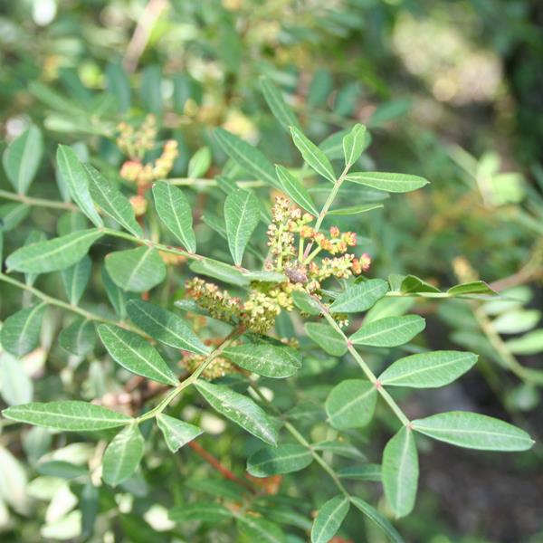 Pistacia lentiscus (6)
