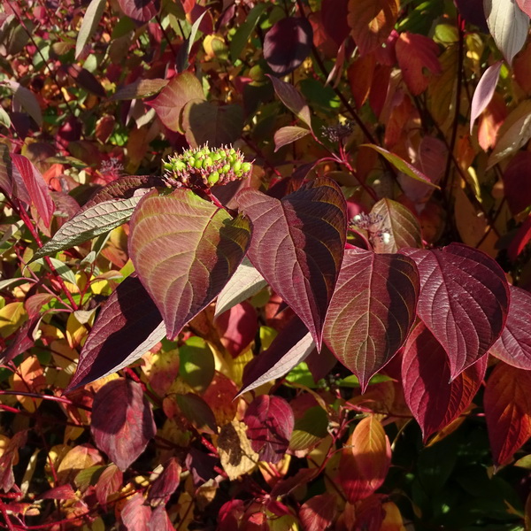 Cornus alba Kesselringii