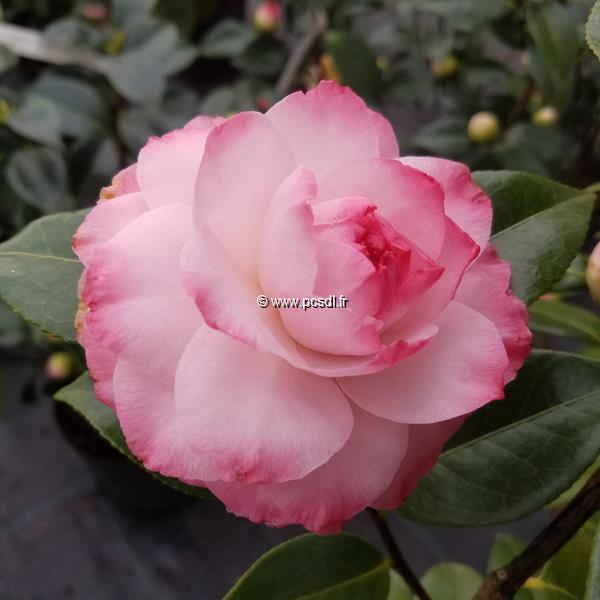 Camellia japonica Nuccios Pearl (2)