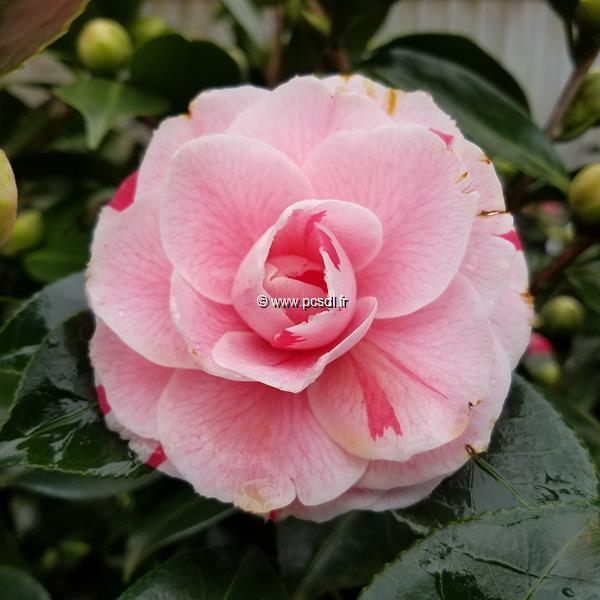 Camellia japonica Bonomiana