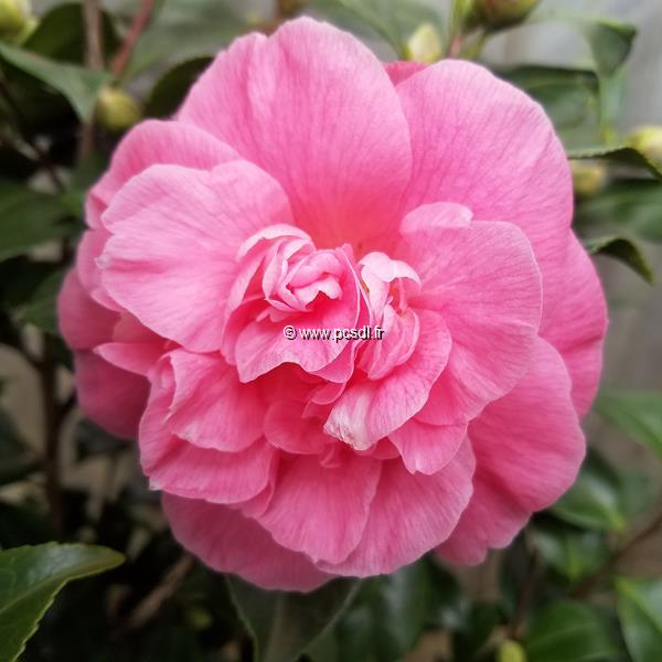Camellia japonica Preston Rose (5)