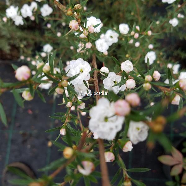 Leptospermum scoparium White Snow (2)