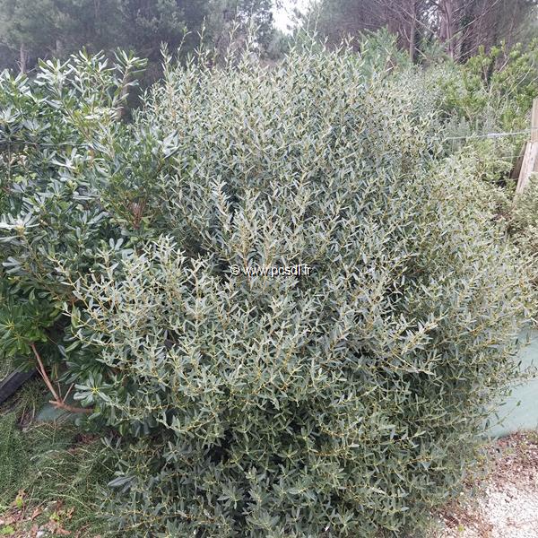 Phillyrea angustifolia Rosmarinifolia (2)