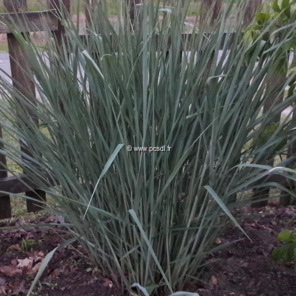 Panicum virgatum Blue Tower