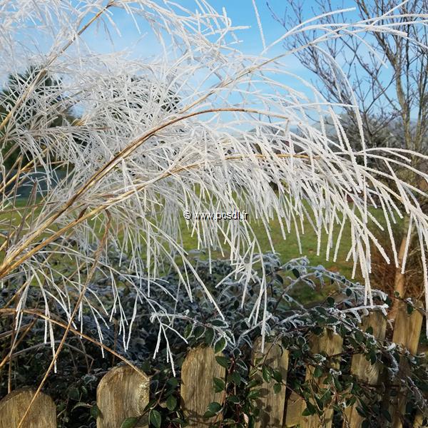 Panicum virgatum Blue Tower (1)