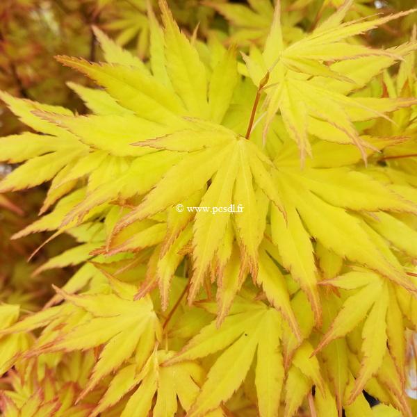 Acer palmatum Orange Dream (3)